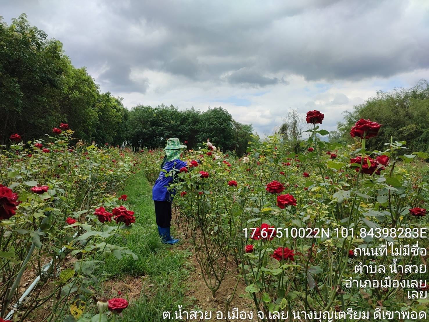 มาลัยวิทยสถาน ไม้ดอกไม้ประดับ ข่าว ประชาสัมพันธ์