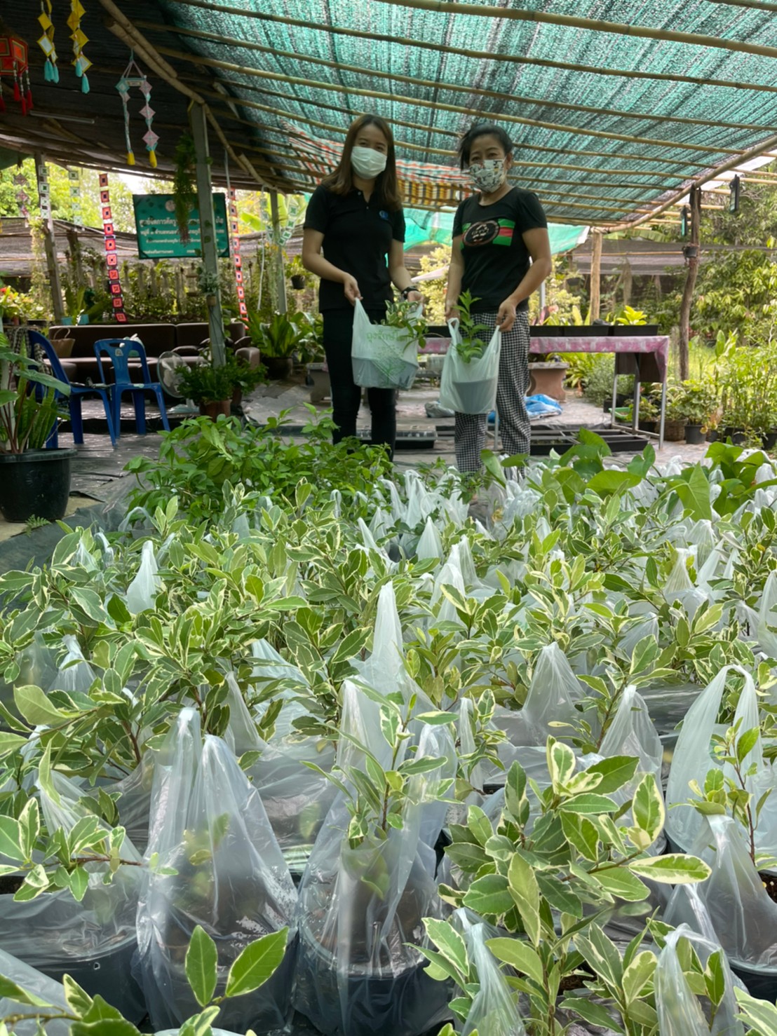 มาลัยวิทยสถาน ไม้ดอกไม้ประดับ รูปภาพ