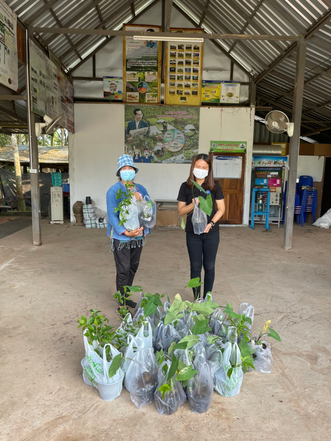 มาลัยวิทยสถาน ไม้ดอกไม้ประดับ รูปภาพ