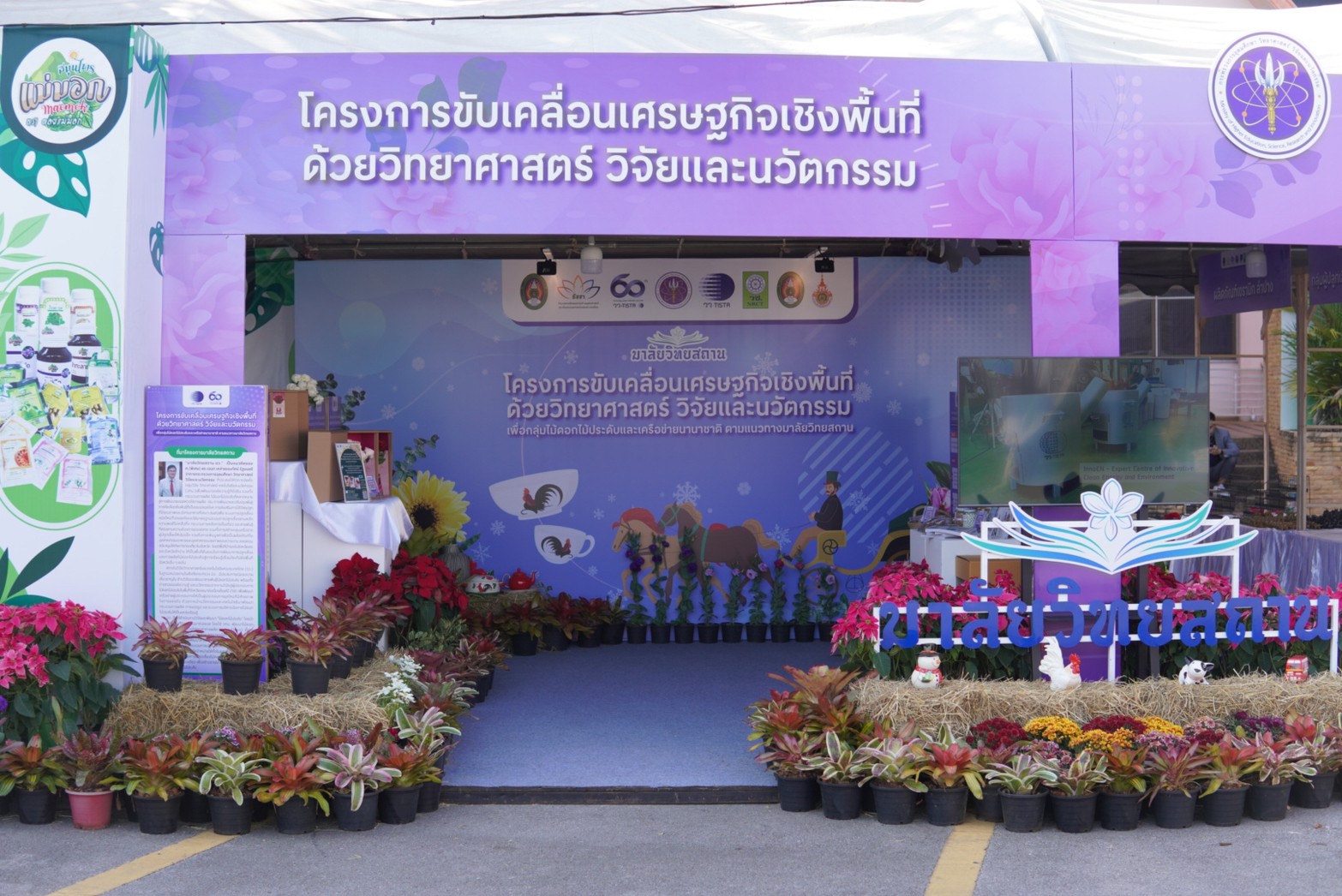 มาลัยวิทยสถาน ไม้ดอกไม้ประดับ รูปภาพ